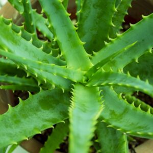 ポトスでお部屋の空気 清浄 浄化作用について徹底的に調べてみた